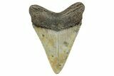 Serrated, Fossil Megalodon Tooth - North Carolina #272871-1